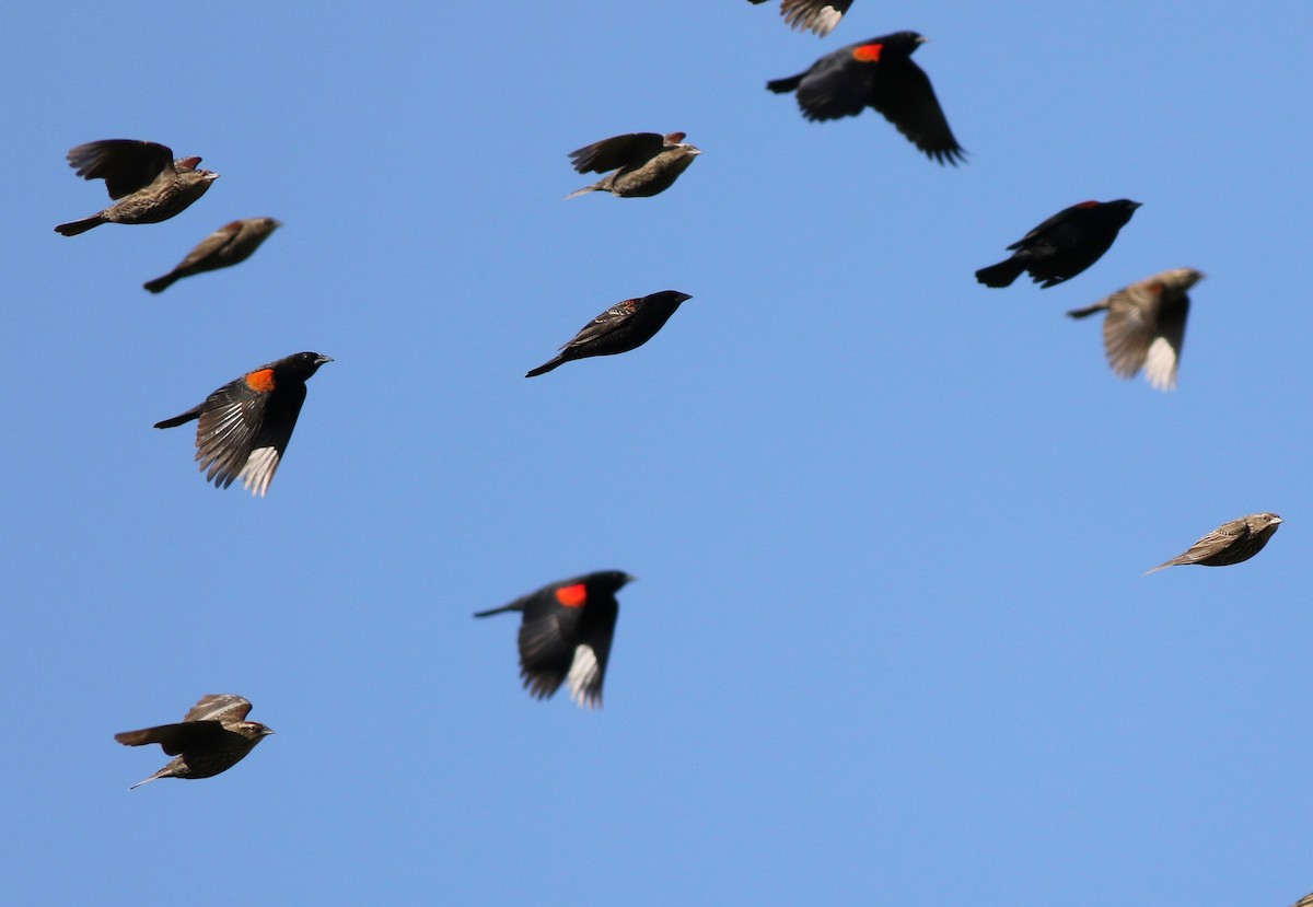 Red-winged Blackbird - Ken Rosenberg