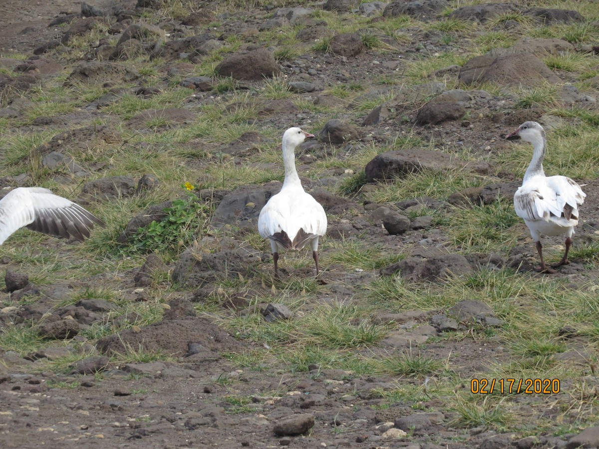 Snow Goose - ML210105411