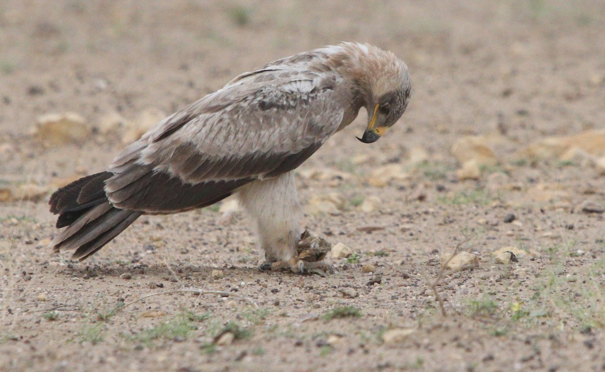 Tawny Eagle - ML210105621