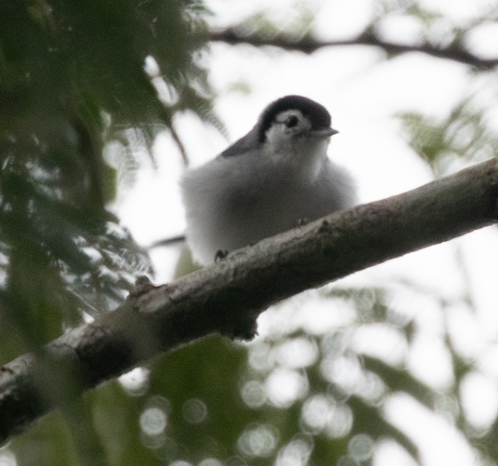 White-browed Gnatcatcher - Lindy Fung