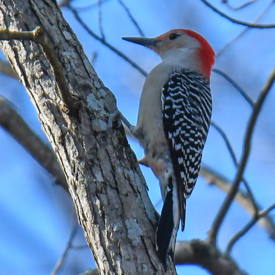 Red-bellied Woodpecker - Rick Spencer