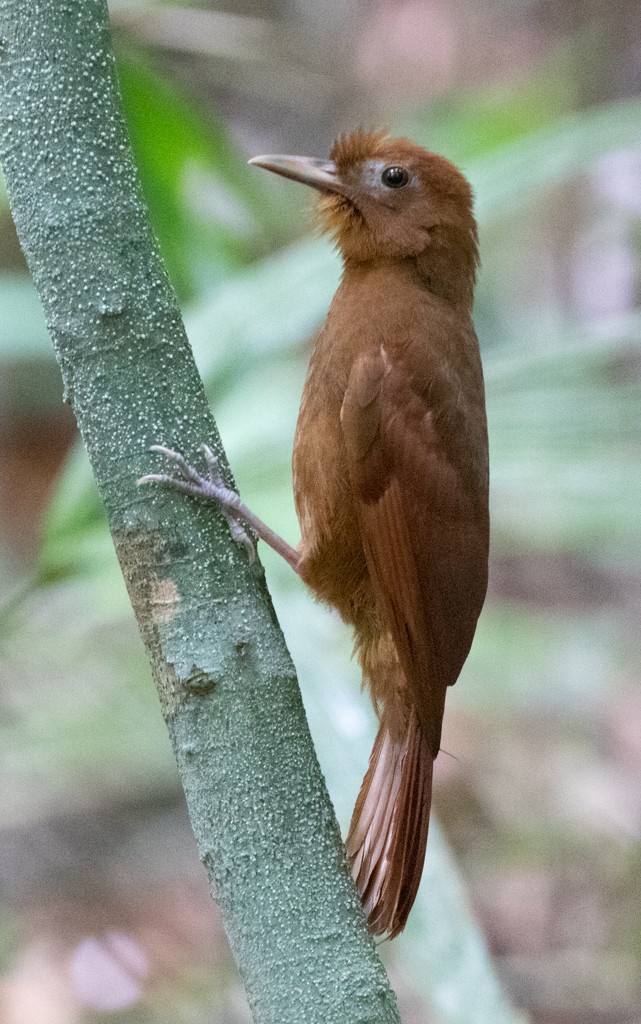 Ruddy Woodcreeper - Lindy Fung