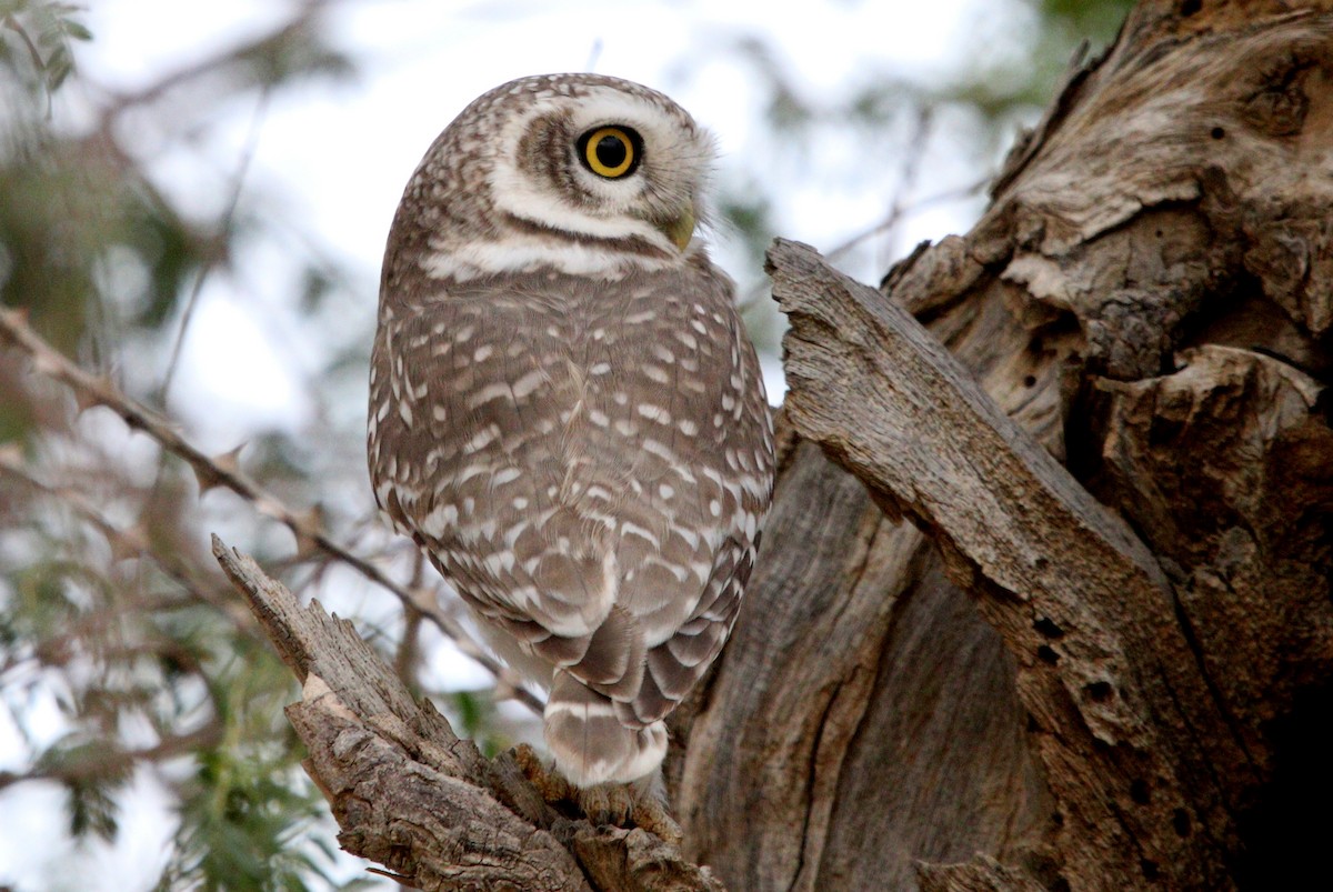 Spotted Owlet - Bhaarat Vyas