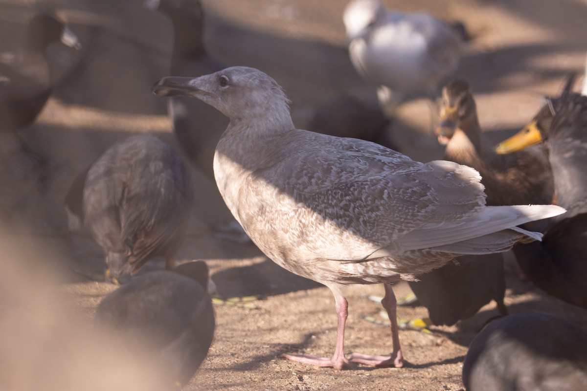 Glaucous-winged Gull - ML210106821