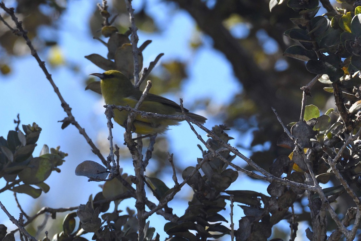 Hawaii-Amakihikleidervogel - ML210107371