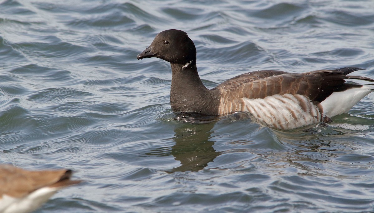 Brant (Atlantic) - Nathan Tea