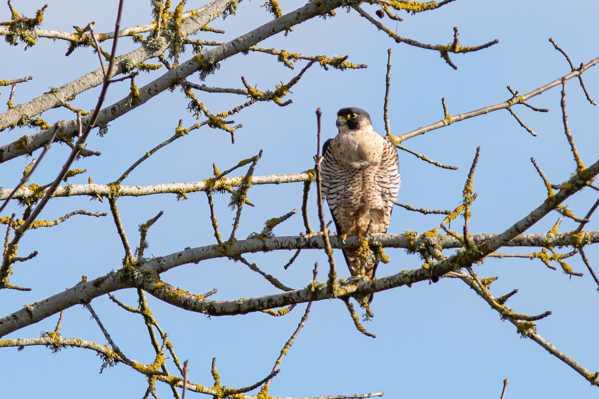 Peregrine Falcon - ML210109501