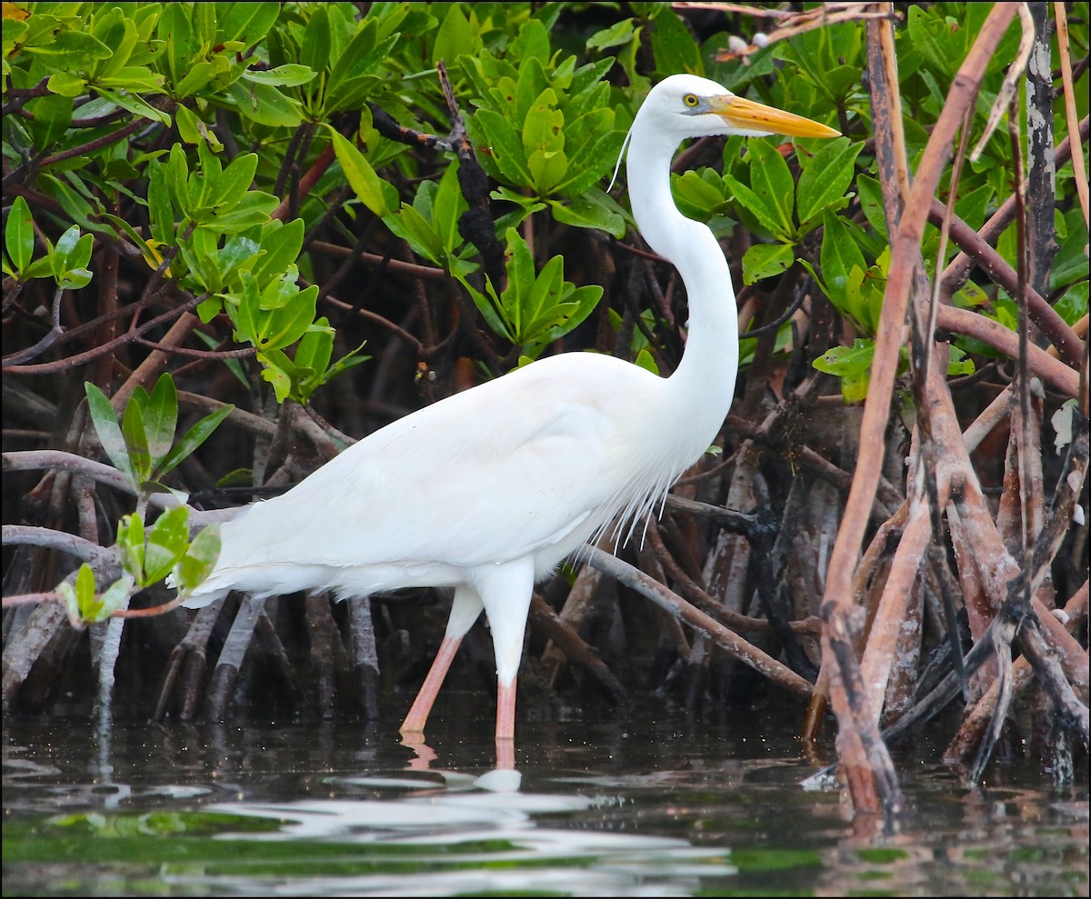 Great Blue Heron (Great White) - ML21011311