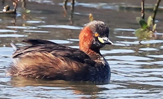 Little Grebe - ML210115411