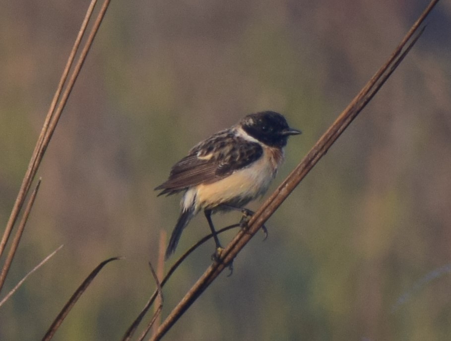 russesvartstrupe - ML210115661