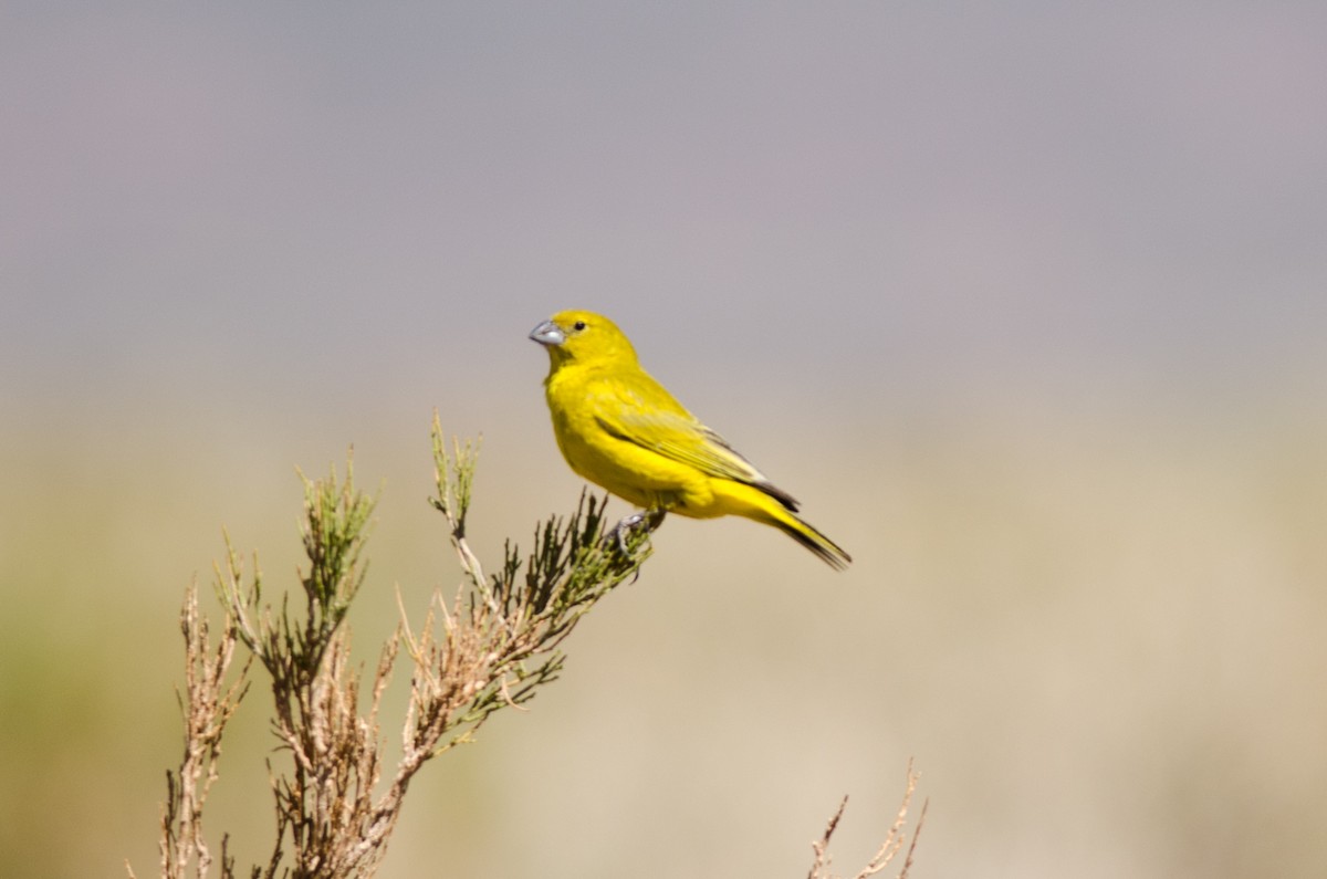 Puna Yellow-Finch - ML210116601