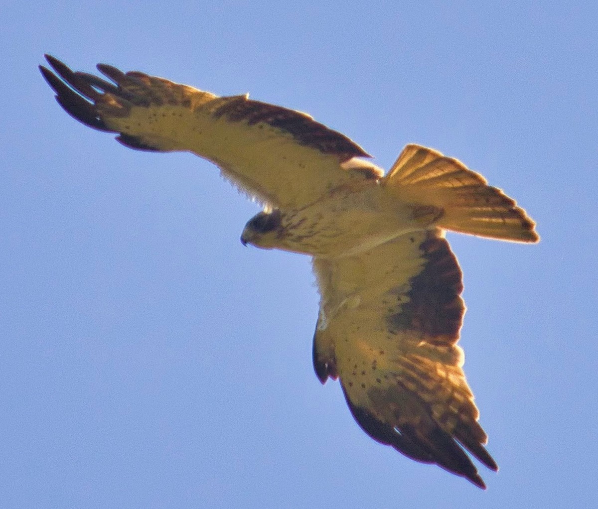 Booted Eagle - ML210116691