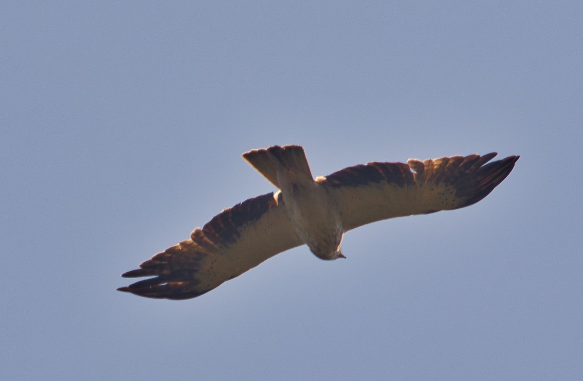 Booted Eagle - ML210116701