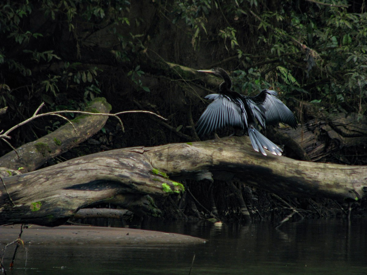 anhinga americká - ML210116771