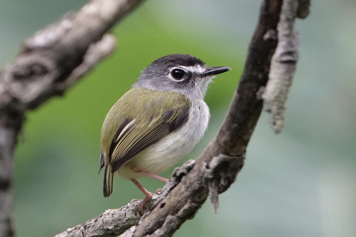 Black-capped Pygmy-Tyrant - Cameron Eckert