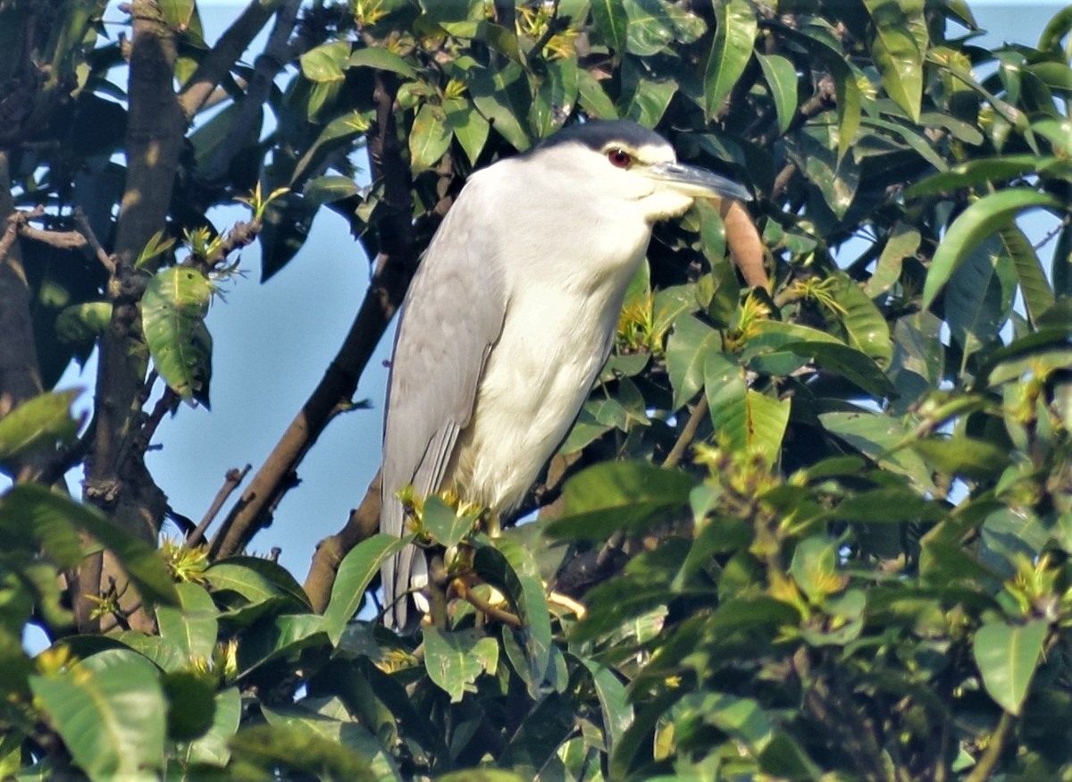 natthegre - ML210118171