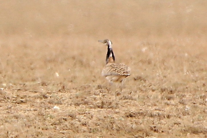 サバクフサエリショウノガン - ML210121031