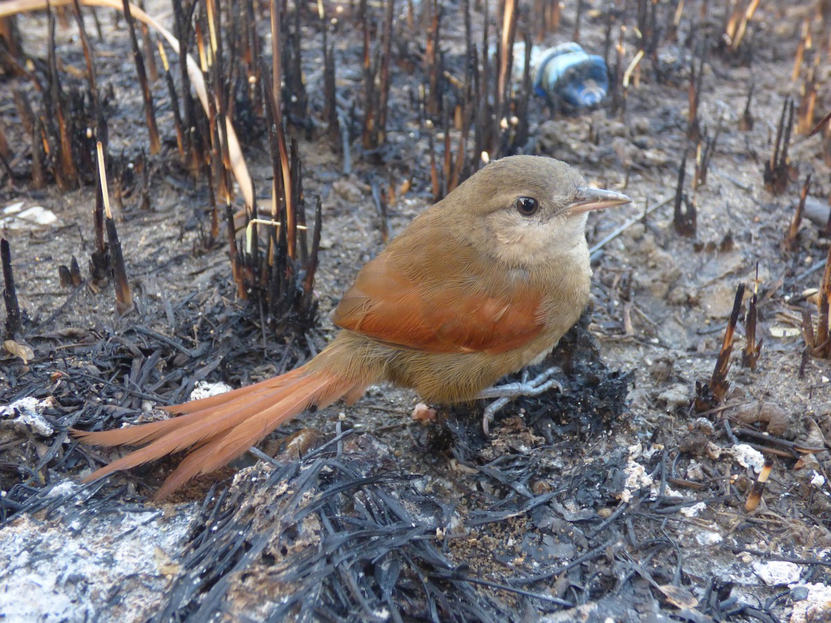 Plain-crowned Spinetail - ML210121551