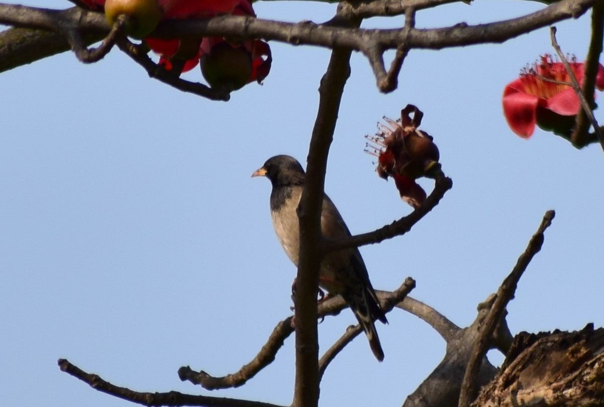 rosenstær - ML210122841