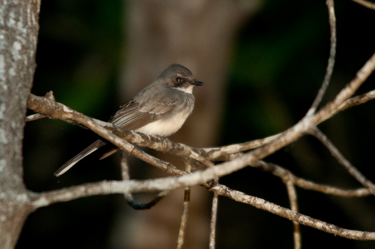 Northern Fantail - ML210122881