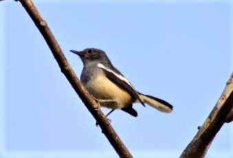 orientskjæreskvett - ML210123581