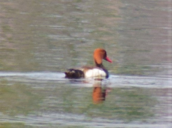 rødhodeand - ML210124141