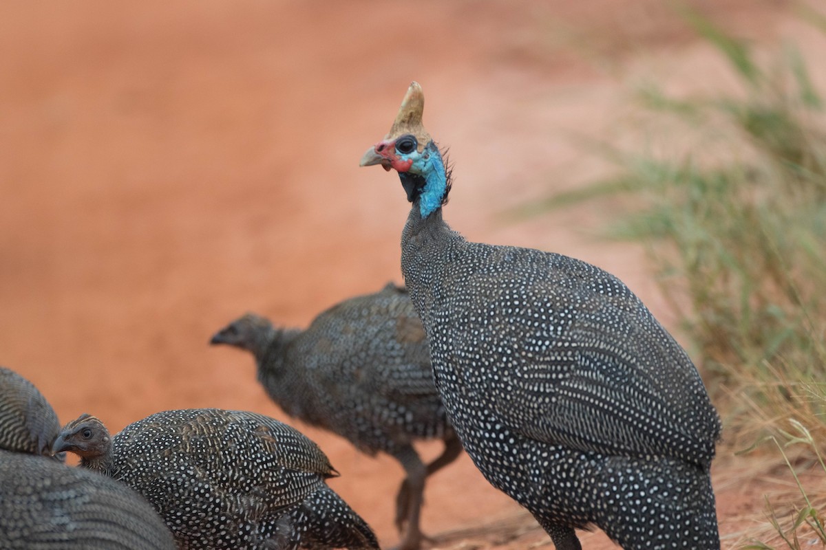 Helmeted Guineafowl - Raymond  Birkelund