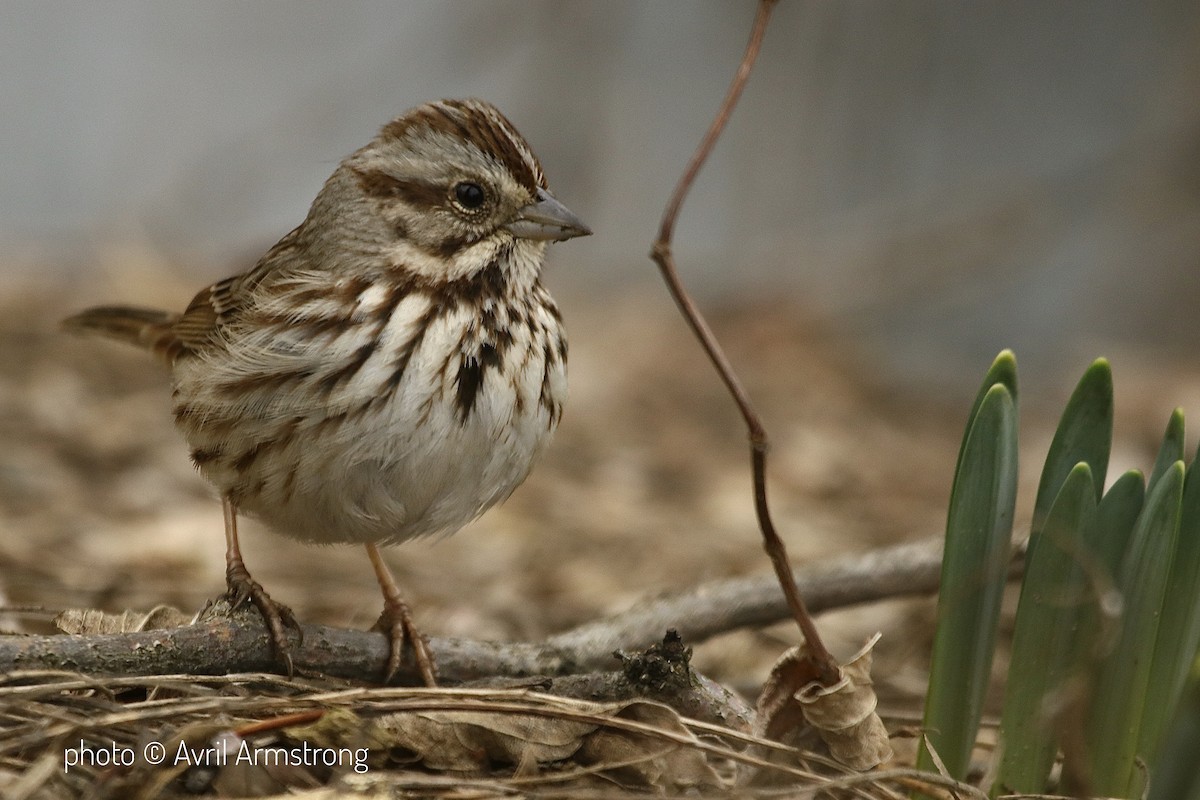 Song Sparrow - ML210124921