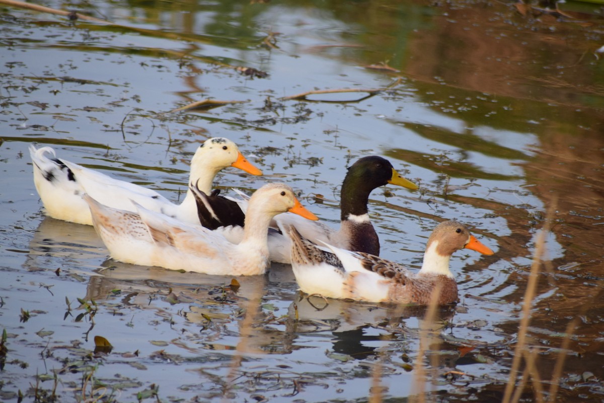 ub. and - ML210125001