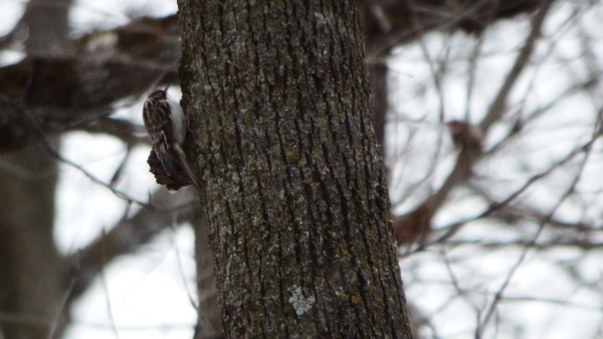 Brown Creeper - Aaron Ludwig