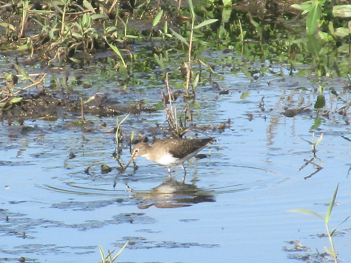 Solitary Sandpiper - ML210125901