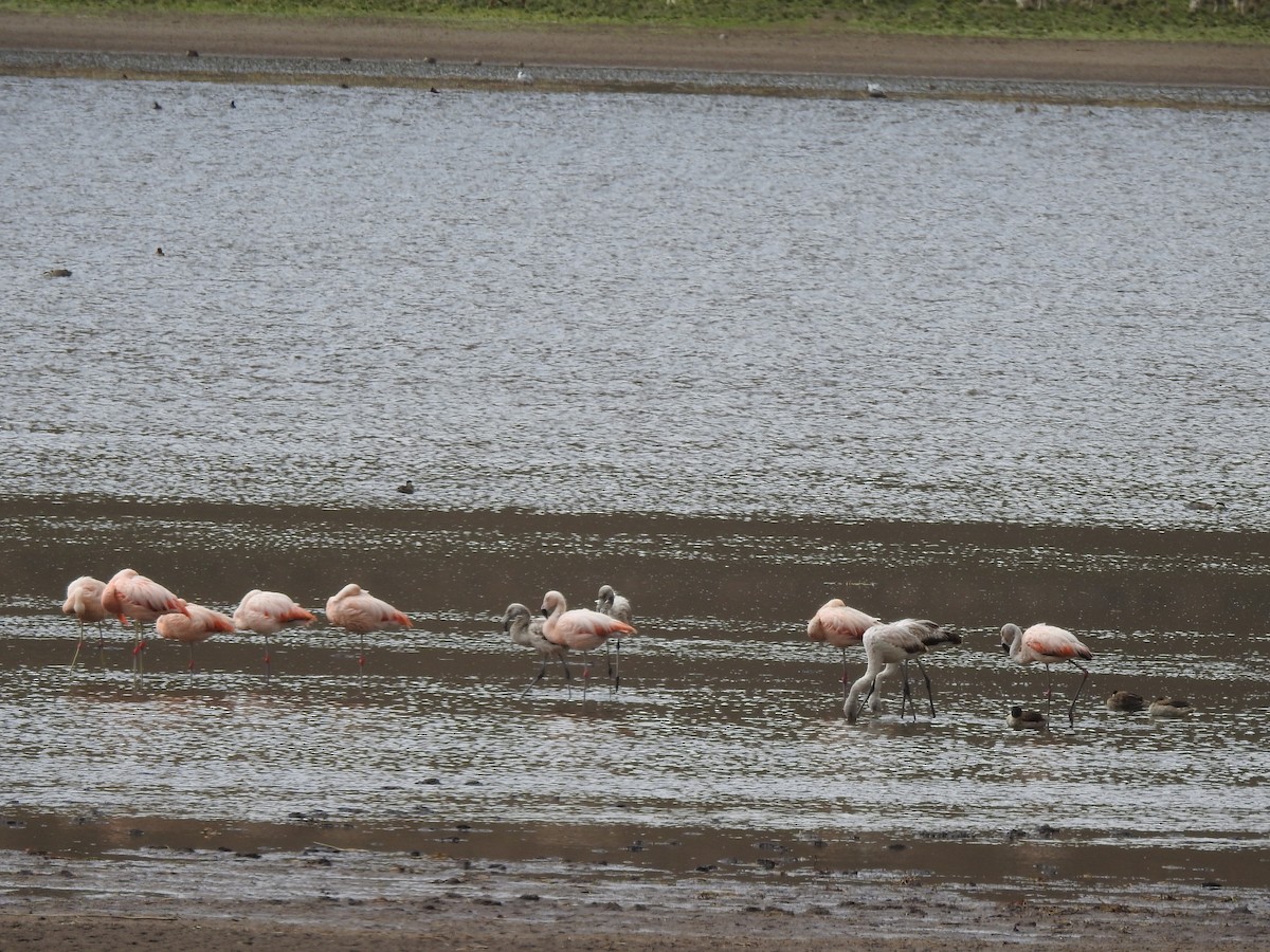 chileflamingo - ML210126231