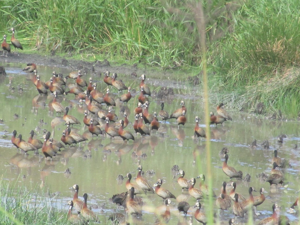 White-faced Whistling-Duck - Charles Avenengo