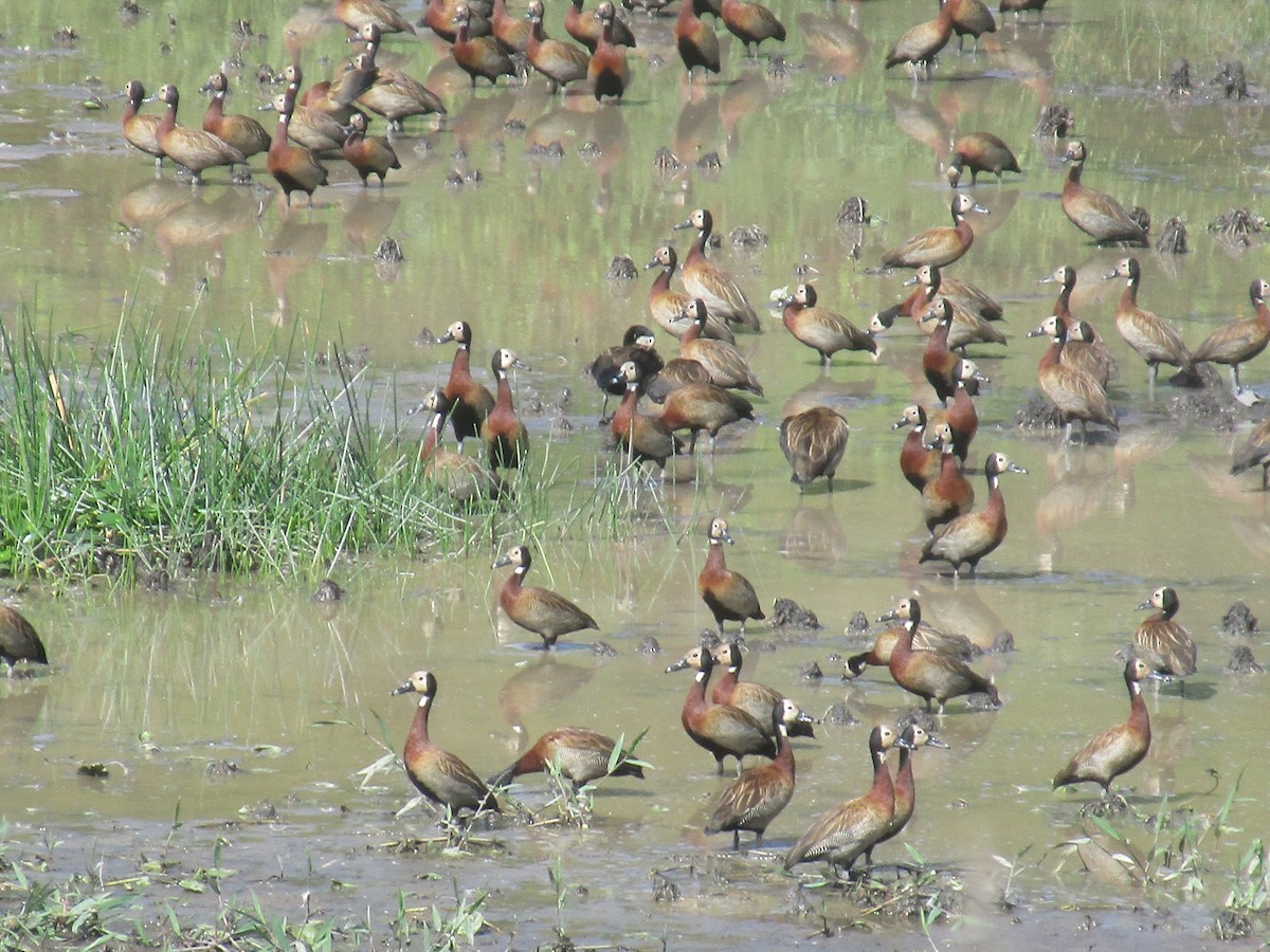 White-faced Whistling-Duck - ML210126261