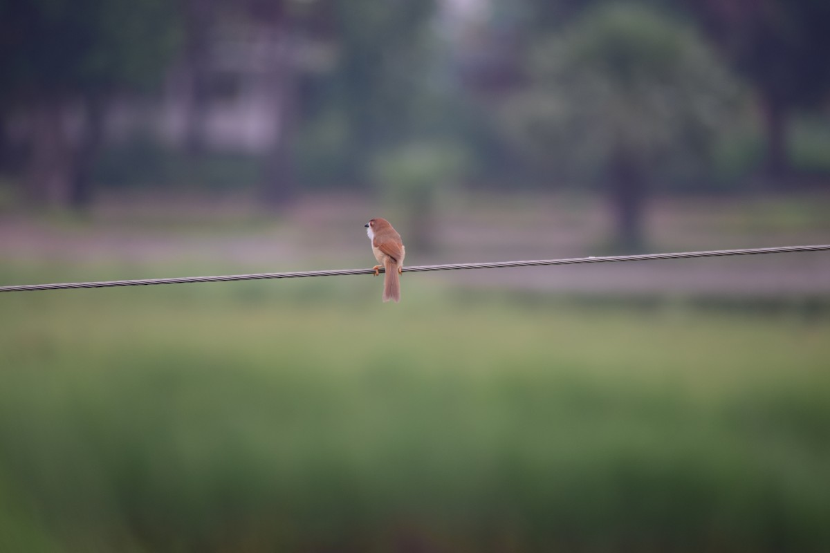 guløyesanger - ML210127531