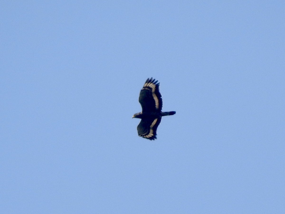 Crested Serpent-Eagle - ML210128221