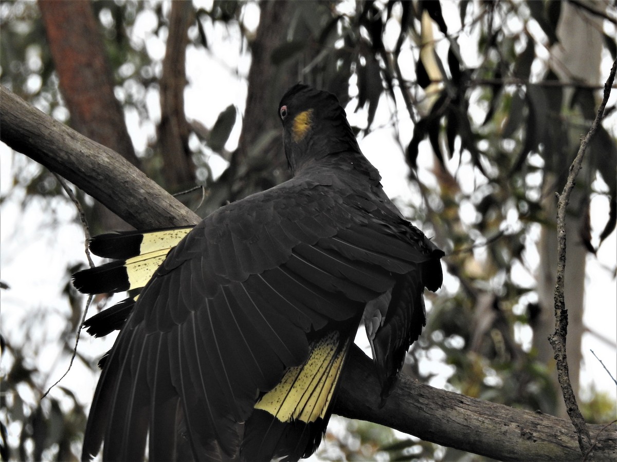 Yellow-tailed Black-Cockatoo - ML210128811
