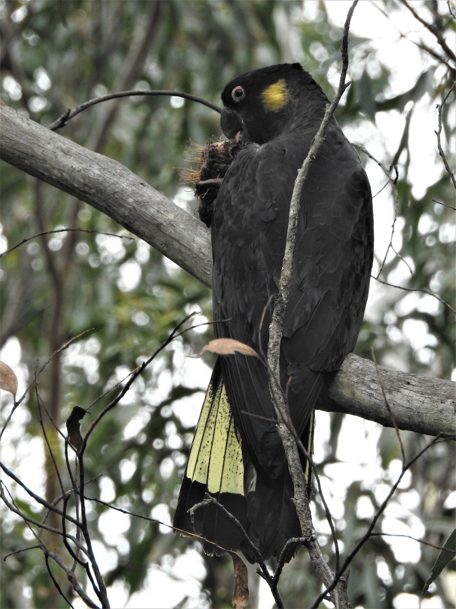 Yellow-tailed Black-Cockatoo - ML210128821