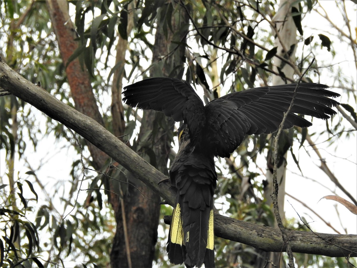 Yellow-tailed Black-Cockatoo - ML210128831