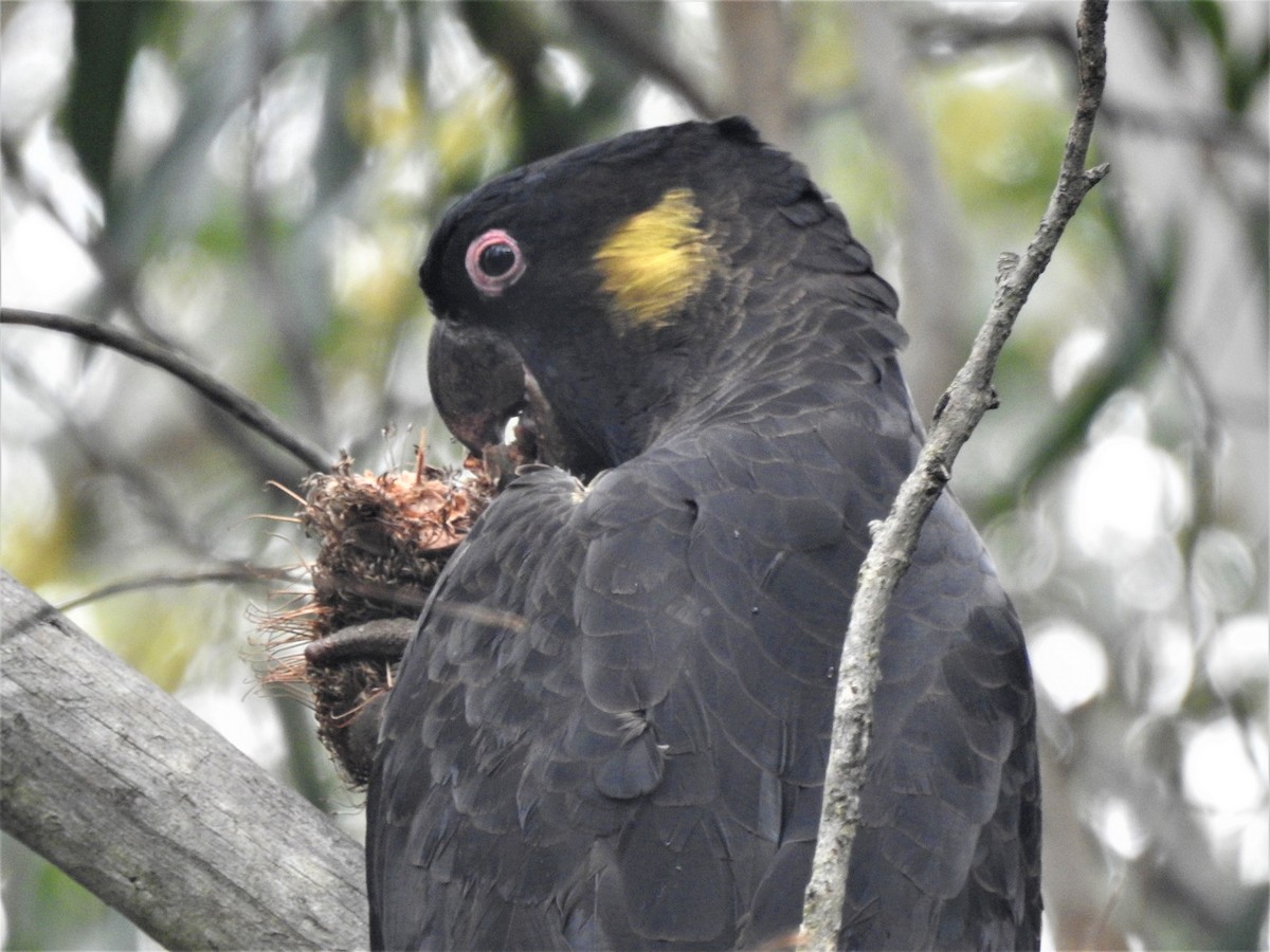 Yellow-tailed Black-Cockatoo - ML210128841