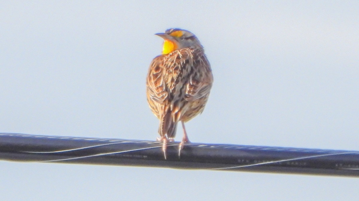 Eastern Meadowlark - ML210130201