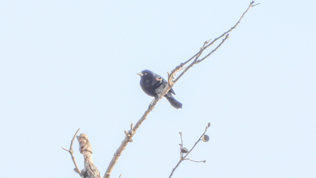 Red-winged Blackbird - David Hebert