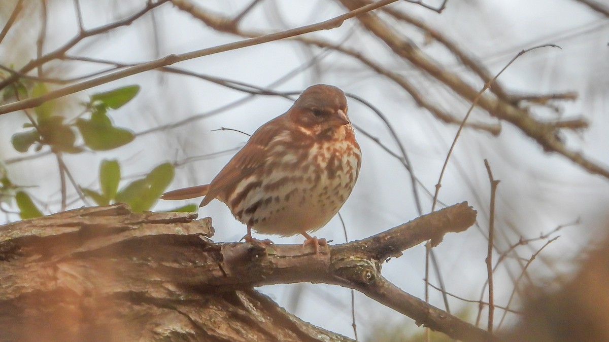 Fox Sparrow - David Hebert