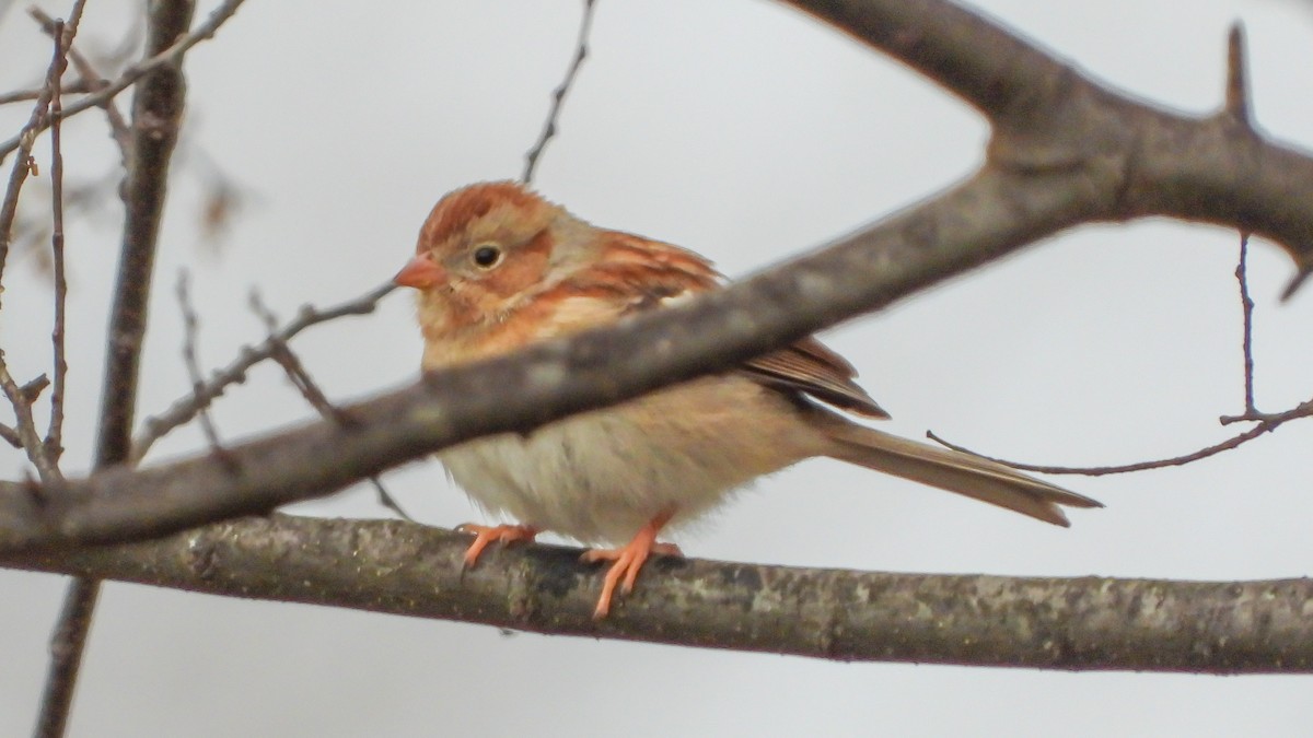 Field Sparrow - David Hebert