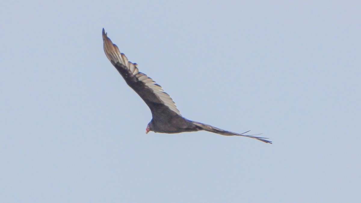 Turkey Vulture - ML210130411