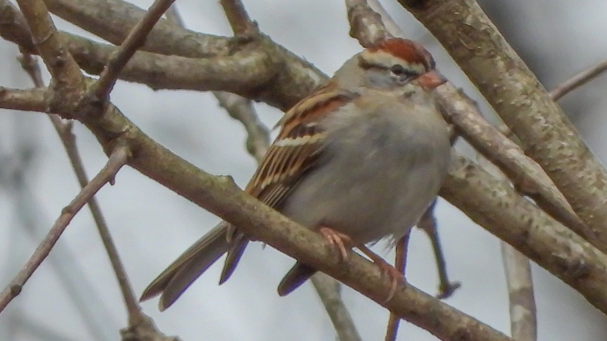 Chipping Sparrow - ML210130461