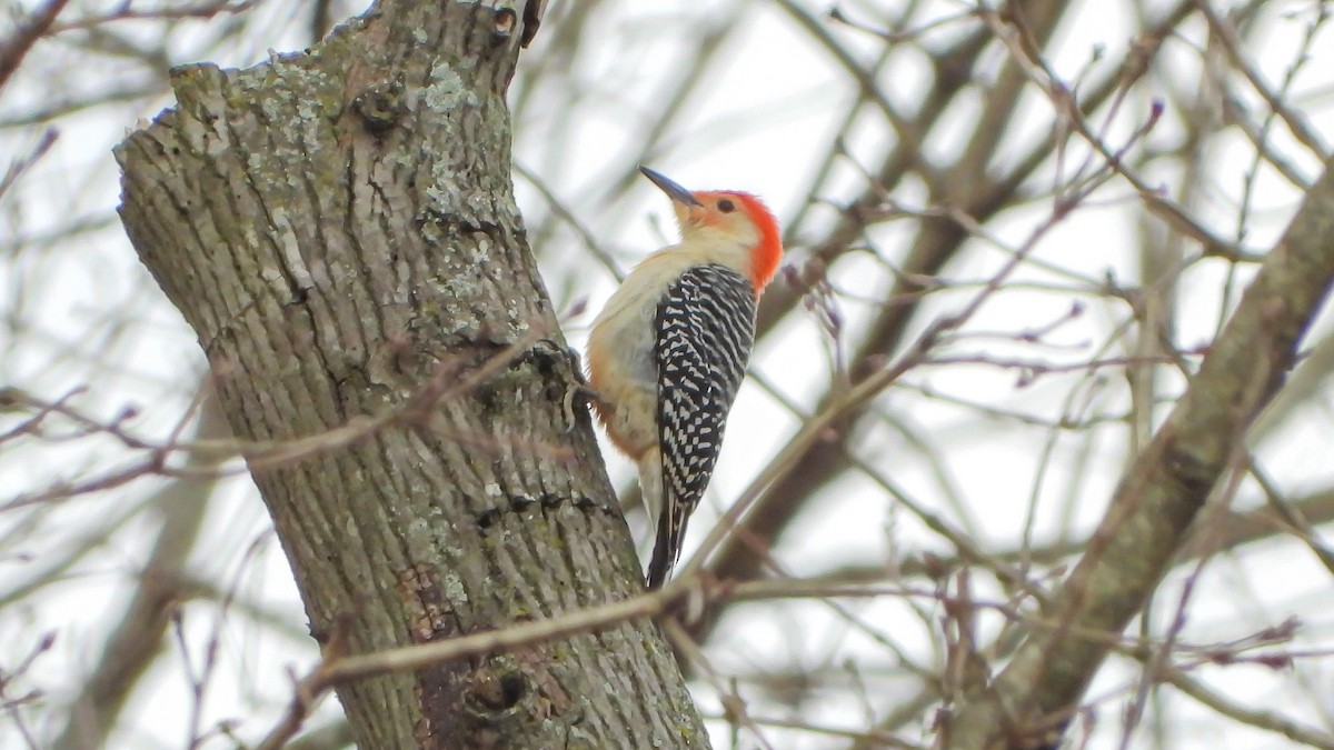 Red-bellied Woodpecker - ML210130481