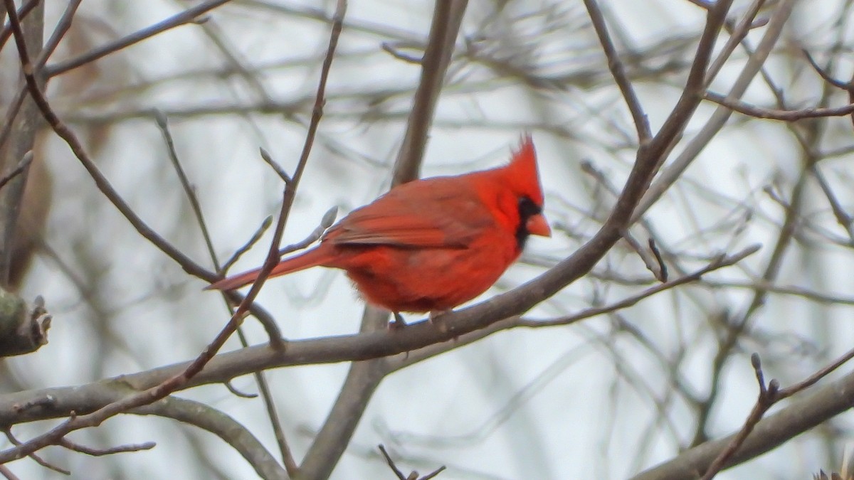 Cardenal Norteño - ML210130491