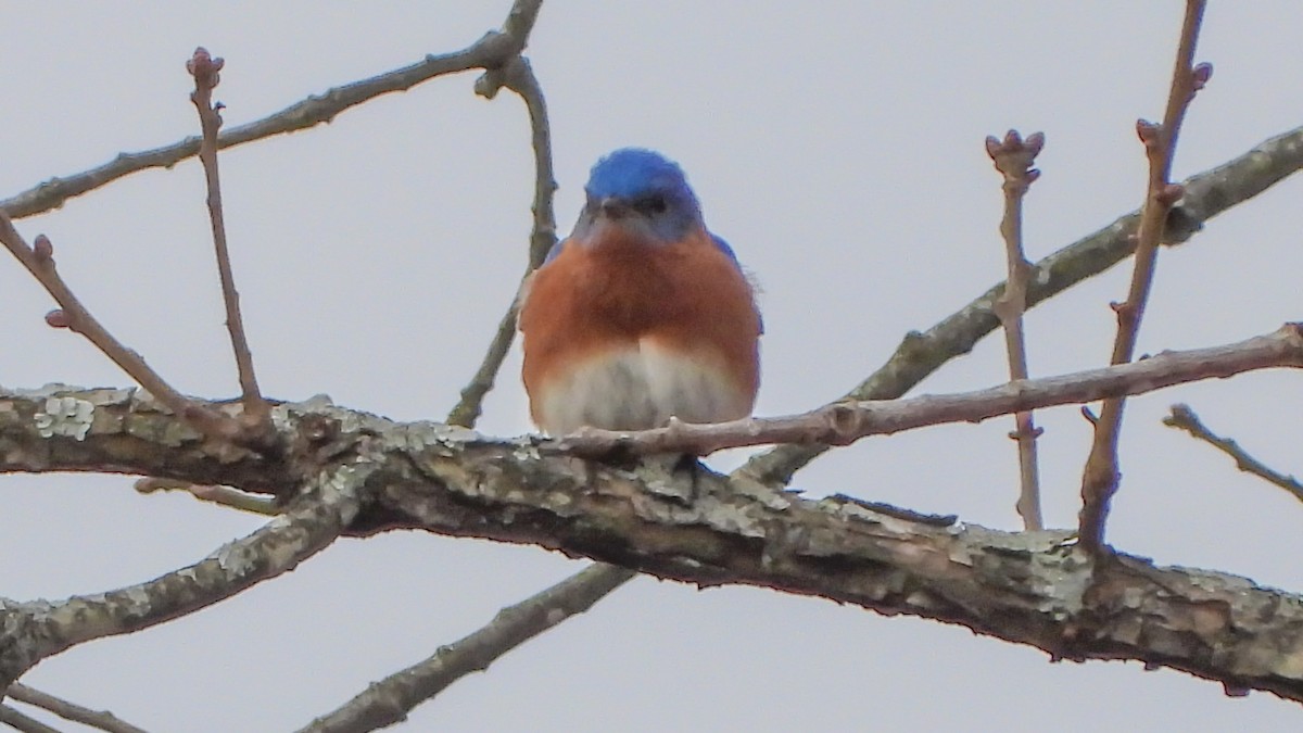 Eastern Bluebird - ML210130511