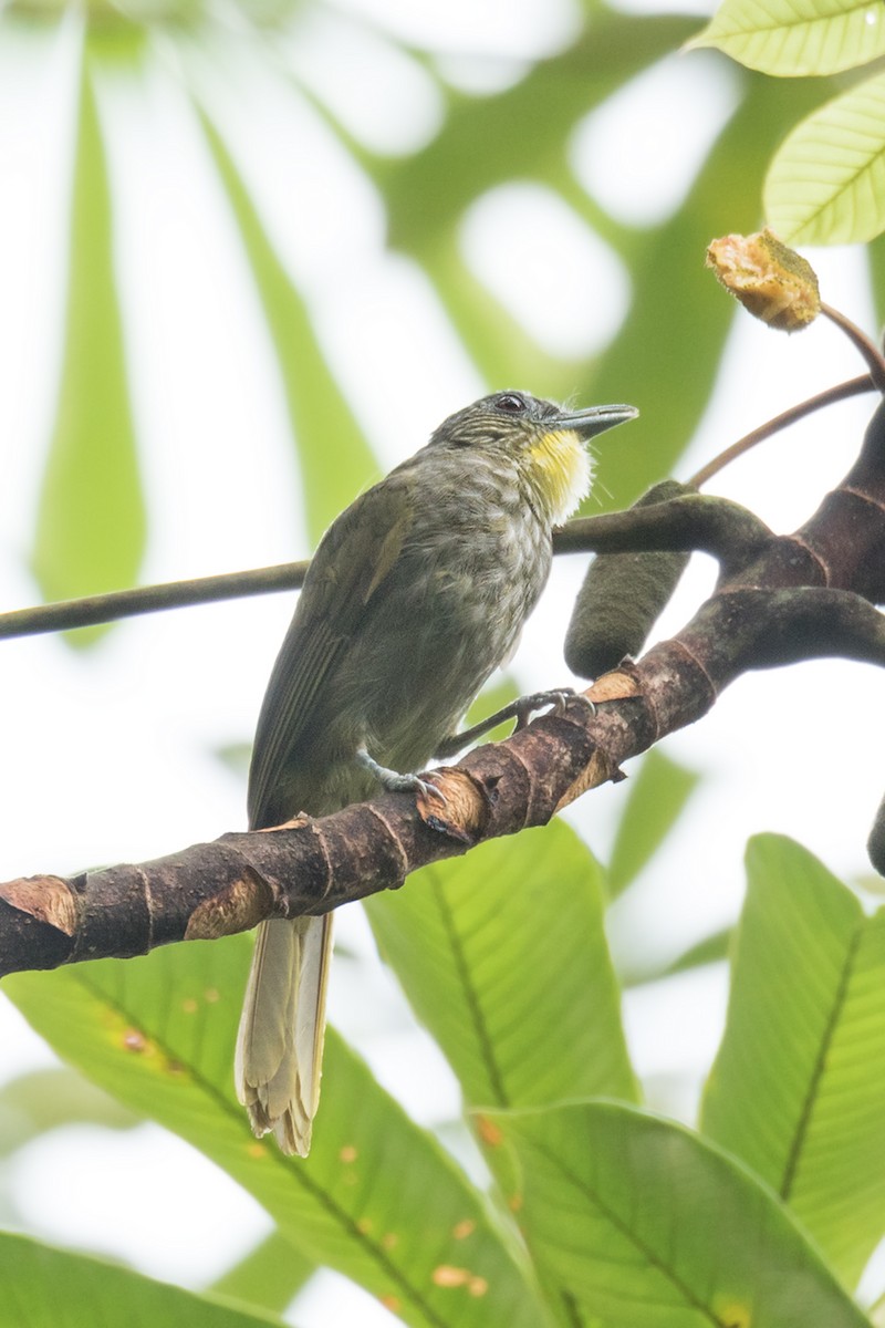 Western Bearded-Greenbul - Wich’yanan Limparungpatthanakij